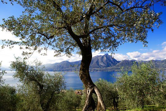 Paolo Bonomelli Boutique Olive Farm